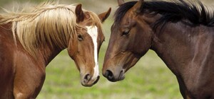 На Дніпропетровщині обстріляли кінний завод: пошкоджені стайні та постраждали коні