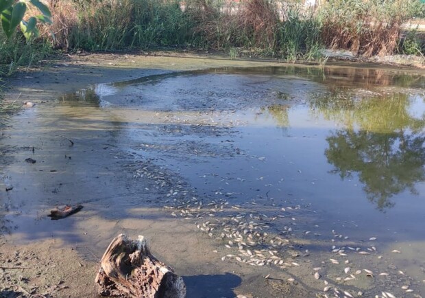 Водоем, в котором погибает рыба. 