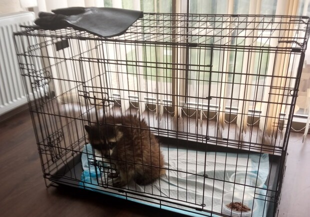 Енот из "Биопарка" Одессы. 