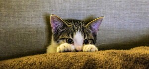 Під Харковом скажене кошеня вкусило дитину