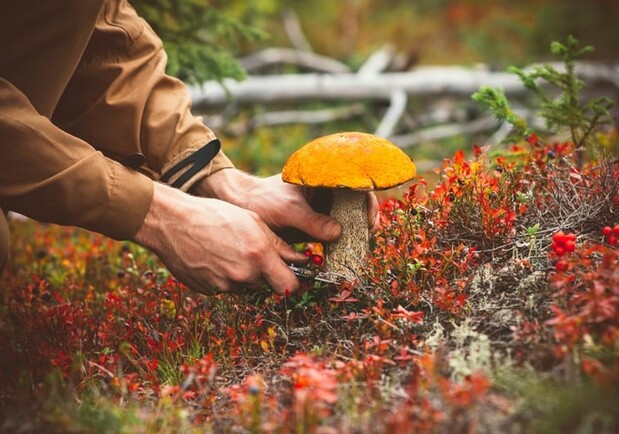 На Одещині троє людей отруїлися грибами домашнього приготування 