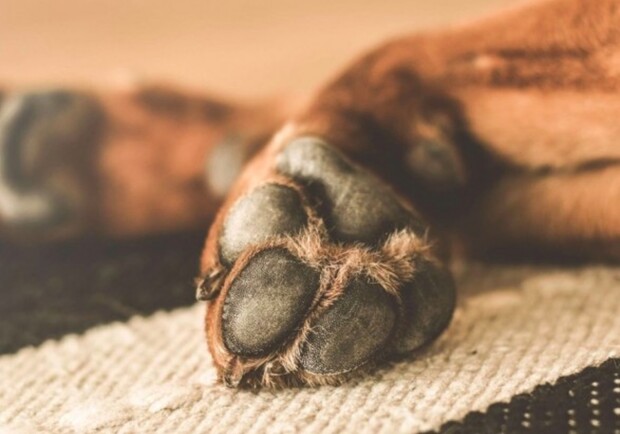 Лапа собаки. 