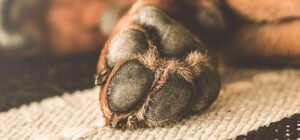 В Одессе на Трассе здоровье убили собаку: дело расследует полиция