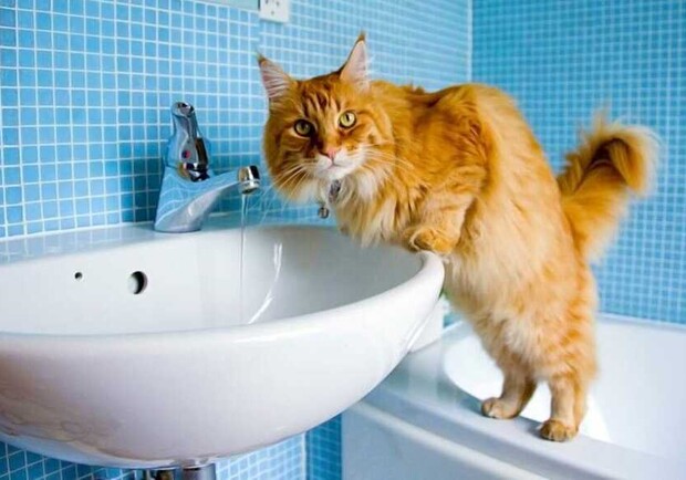 Котик біля умивальника. 