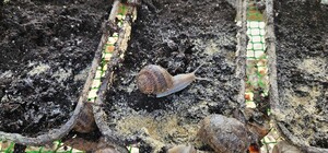 У селі Теплівка відкрилася равликова ферма Helix Ville: нова туристична локація Кам’янського району