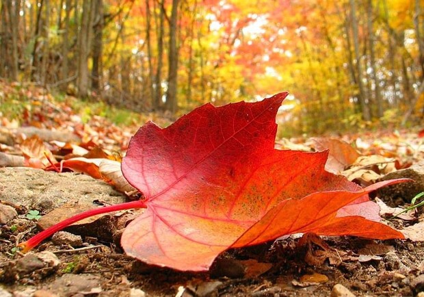 Осенний лист. 