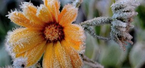 Синоптики попередили про заморозок у Львові