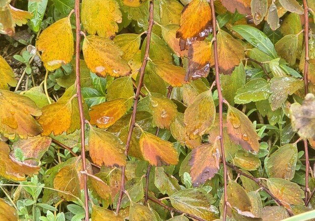 Листя під дощем. 