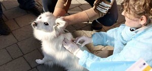 9 жовтня на Сихові у Львові безкоштовно вакцинуватимуть собак та котів від сказу