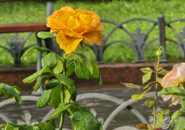 Роза под дождем. 