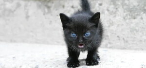 У Харкові виявили сказ у домашнього кошеняти — в районі введено карантин