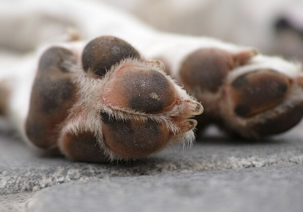 Лапи собаки. 