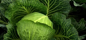 Де цими вихідними у Києві пройдуть продуктові ярмарки. Адреси