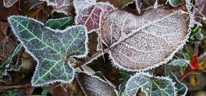 На Харківщину йдуть перші заморозки: синоптики попереджають про небезпечні умови