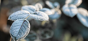 Можливі заморозки: яка погода буде у Харкові цього тижня