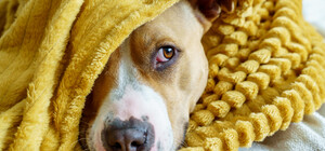 Как согреть домашних животных в квартире без отопления: советы для хозяев