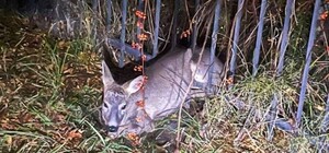 У Трускавці сарна застрягла у металевій огорожі