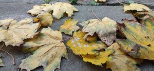 Тепла осінь: яка погода буде у Харкові в останні вихідні жовтня