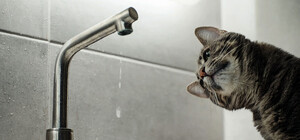 У частині Одеси й Одеського району добу не буде води: адреси  відключень