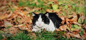 Останні дні осені: яка погода буде в Одесі цими вихідними