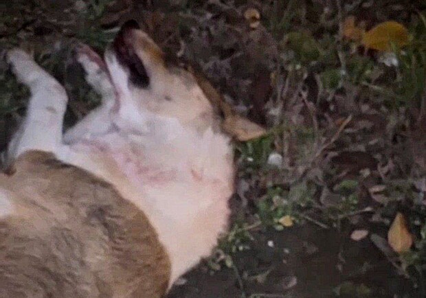 Собака, которую сбил автомобиль. 