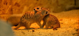 Харківський зоопарк запрошує на святкові прогулянки