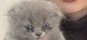 Загибель двох кошенят в одному із закладів Одеси: справу розслідує поліція