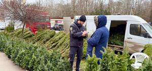 В Одессе проверяют елочные базары: полиция контролирует законность продаж хвойных деревьев