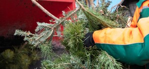 В Одесі відкрили пункти прийому ялинок: адреси