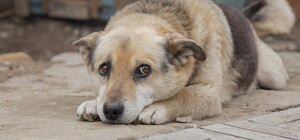 На Одещині підліток скинув собаку зі схилу: реакція поліції