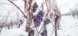 Виноградники Одесщины под угрозой: не уничтожат ли морозы будущий урожай