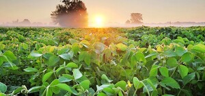 Италия инвестирует в поля Одесчины: регион получит €6 млн на восстановление орошения