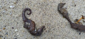 На побережье Одессы зафиксирован массовый выброс морских коньков: экологи выясняют причины