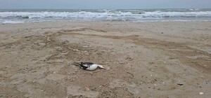 Разлив подсолнечного масла после удара по порту уничтожает Черное море в Одесской области