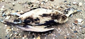 На Одещині в Тузлівських лиманах знову знайшли мертвих птахів у мазуті