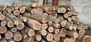 В Харьковской области чиновник прикрывал незаконную вырубку деревьев — ГБР