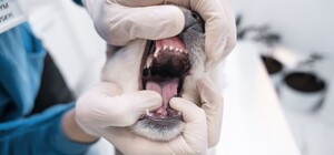 Под Харьковом ввели карантин из-за бешенства