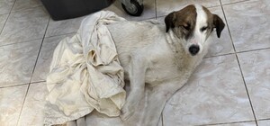 Житель Одесской области открыл стрельбу по собаке: дело расследует полиция