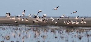 В Одесской области у лимана Сасык заметили стаю из 55 розовых пеликанов: что известно о редких птицах