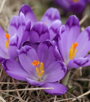 Квіткові тури Львівщиною: коли і де помилуватися цвітінням 