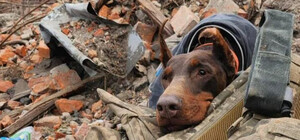 Умерла собака-спасательница Ханна, нашедшая более 170 человек под завалами в Украине