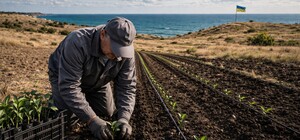 В Украине впервые выращивают чай на юге: плантацию закладывают в Одесской области