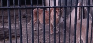 В Одесі в зоопарку померла левиця