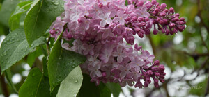 Дождливый апрель: какая погода будет в Одессе на следующей неделе