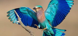 Тропическая красота в Одесской области: из Африки вернулись редкие сыворакши