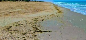 Масляное пятно после обстрела порта досталось заповеднику «Тузловские лиманы»