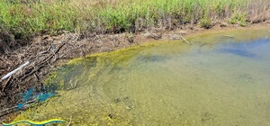 Покрывает 150 км побережья: в Одесской области масло из разбомбленных портов досталось нацпарку