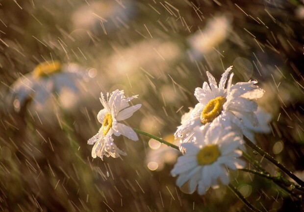 Лето начинается с дождей.
Фото - sunhome.ru