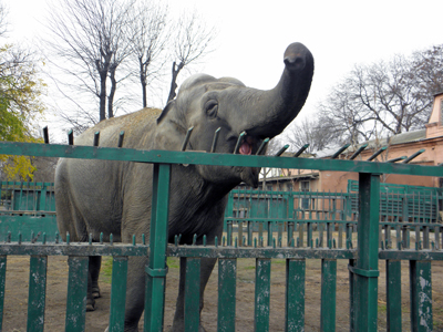 Одесская слониха Венди. Фото с сайта: revisor.od.ua