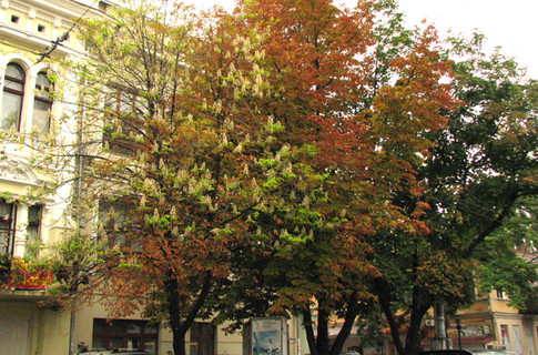 Из-за моли листья каштанов могут пожелтеть раньше времени.
Фото - segodnya.ua.